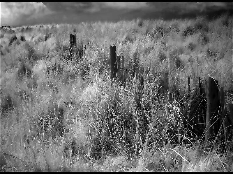 WISPERING GRASSES.jpg -           